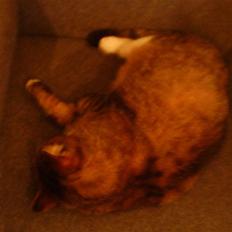 Huskat Lolly Pop (RIP)