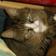 Huskat Lolly Pop (RIP)