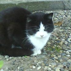 Huskat  Strandgaardens Panter