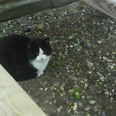 Huskat  Strandgaardens Panter