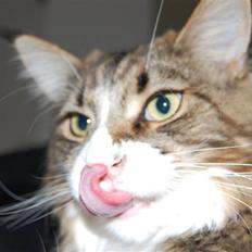 Maine Coon Mocca
