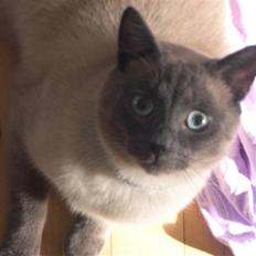 Blanding af racer robin