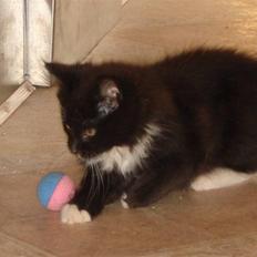 Maine Coon Twinner *RIP*