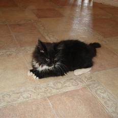 Maine Coon Twinner *RIP*