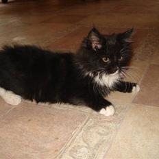 Maine Coon Twinner *RIP*