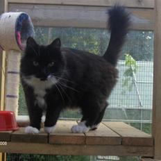 Blanding af racer Mister rip 5/8-09