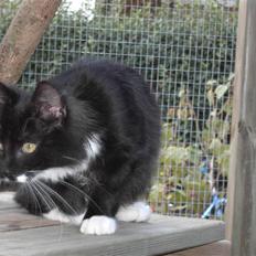 Blanding af racer Mister rip 5/8-09