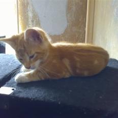 Blanding af racer Semba *R.I.P.*