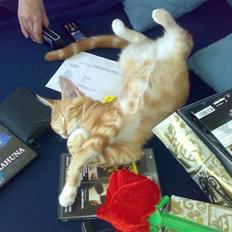 Blanding af racer Semba *R.I.P.*