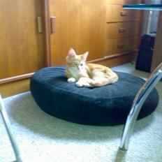 Blanding af racer Semba *R.I.P.*