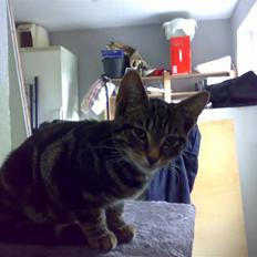 Huskat Piv! *R.I.P.*