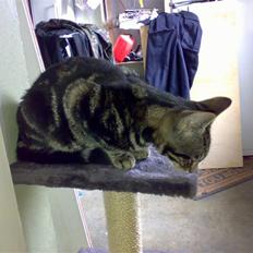 Huskat Piv! *R.I.P.*