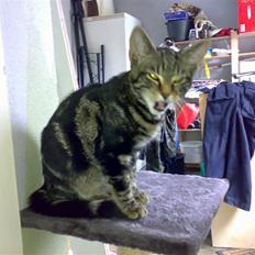 Huskat Piv! *R.I.P.*