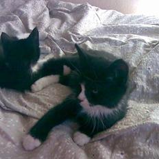 Huskat Gizmo -død- :'(