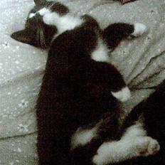 Huskat Gizmo -død- :'(