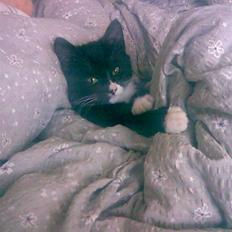 Huskat Gizmo -død- :'(