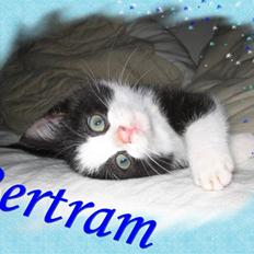 Huskat Bertram SOLGT :'(