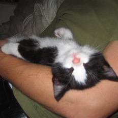 Huskat Bertram SOLGT :'(