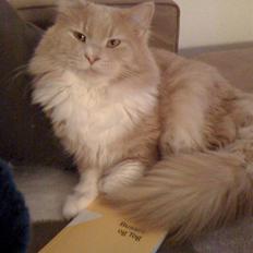 Maine Coon Thor