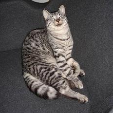 Blanding af racer Brede