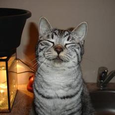 Blanding af racer Brede