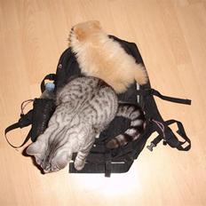 Blanding af racer Brede