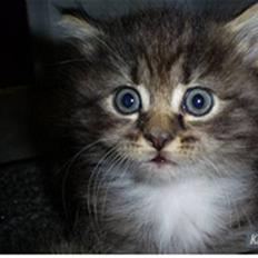 Blanding af racer Florian