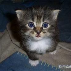 Blanding af racer Florian