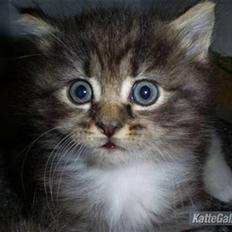 Blanding af racer Florian