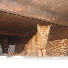 Huskat Eigil (R.I.P. 26.12.12)