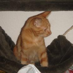 Huskat Eigil (R.I.P. 26.12.12)