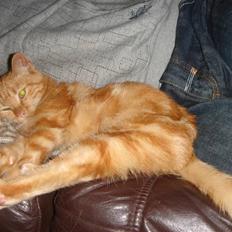 Huskat Eigil (R.I.P. 26.12.12)