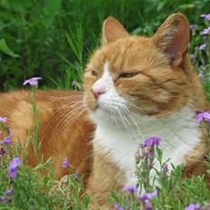 Huskat tjalfe (*DØD*)