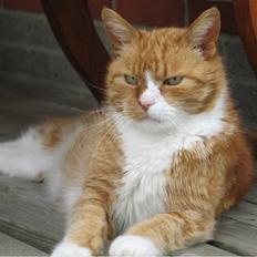 Huskat tjalfe (*DØD*)