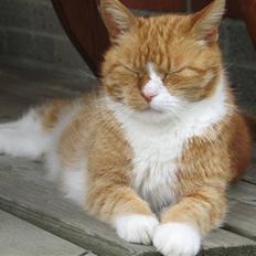 Huskat tjalfe (*DØD*)