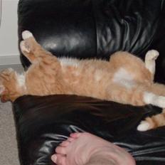 Huskat Lille Mis Rocky