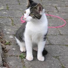 Europé malthe elite avl 