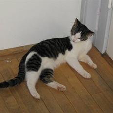 Europé malthe elite avl 