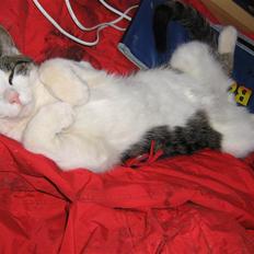 Europé malthe elite avl 