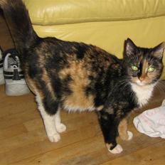 Maine Coon cikeline(død)