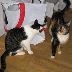 Maine Coon cikeline(død)