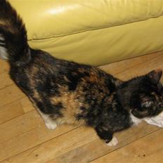 Maine Coon cikeline(død)