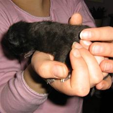 Blanding af racer coco