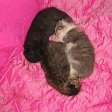 Blanding af racer coco