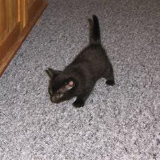 Blanding af racer coco