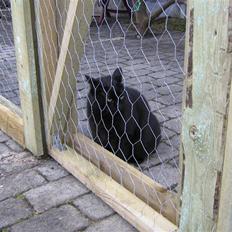 Blanding af racer tiger