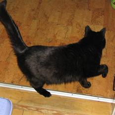 Blanding af racer tiger