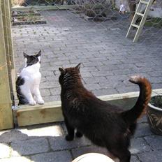 Blanding af racer tiger