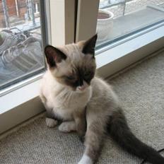 Blanding af racer Duchesse