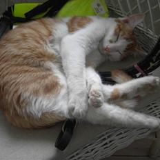 Huskat Basse (R.I.P)